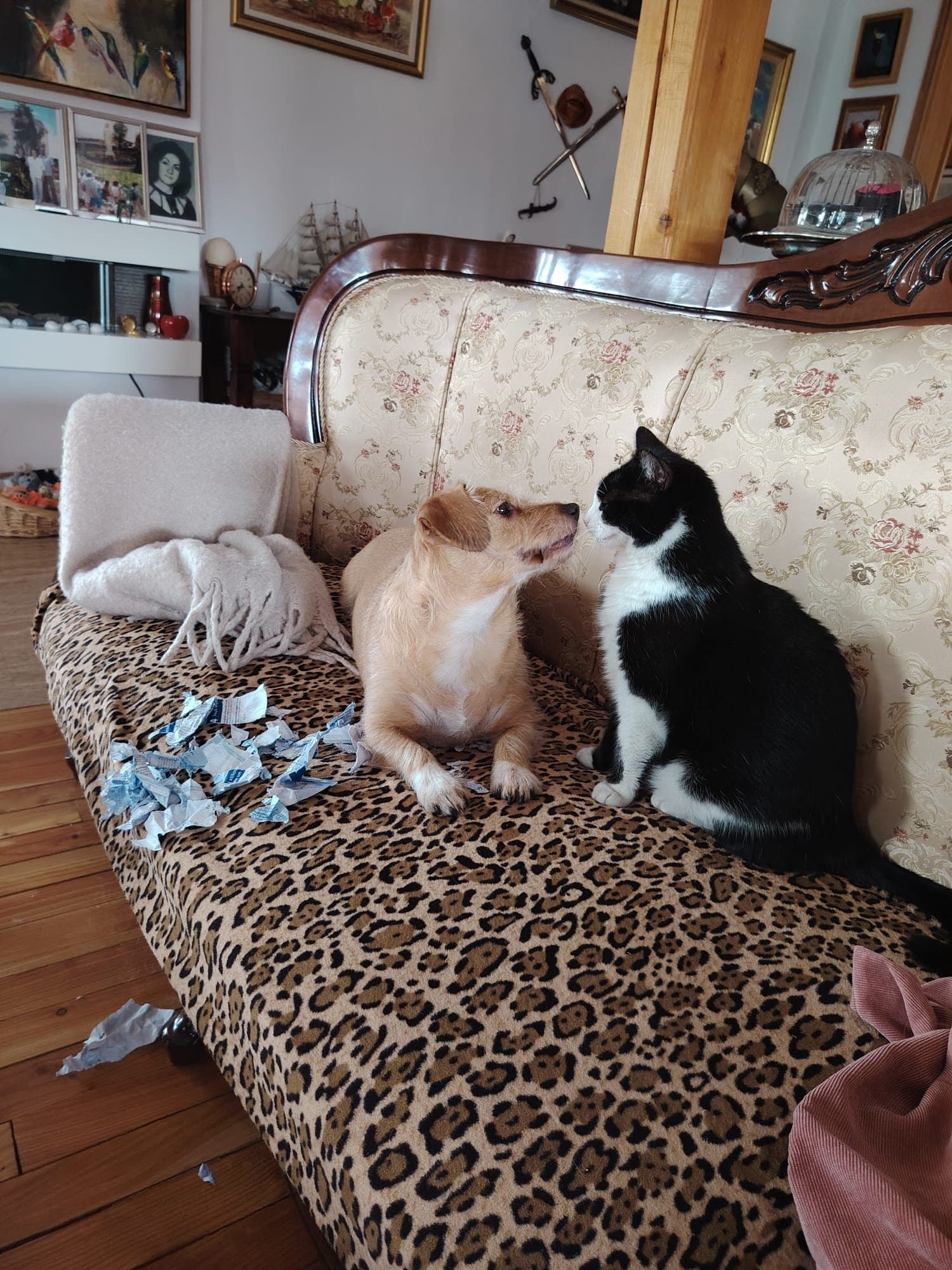 Câine și pisică — îngrijim toate animalele de companie din Cluj-Napoca